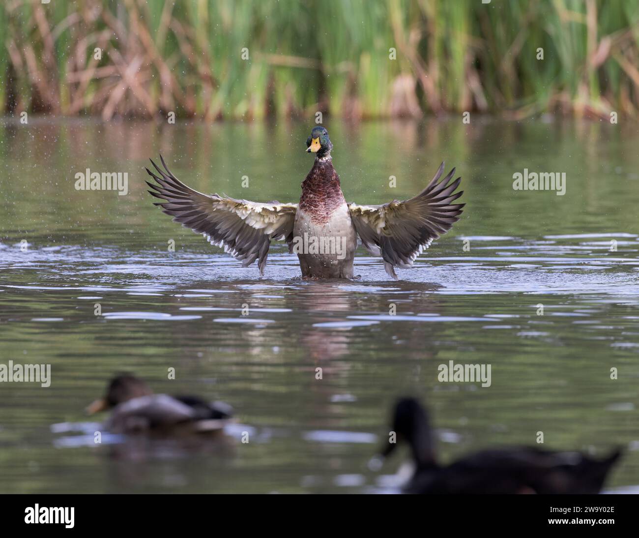 Anatra di Maiard [ Anas platyrhynchos ] che si schizza su uno stagno con le ali sporgenti Foto Stock