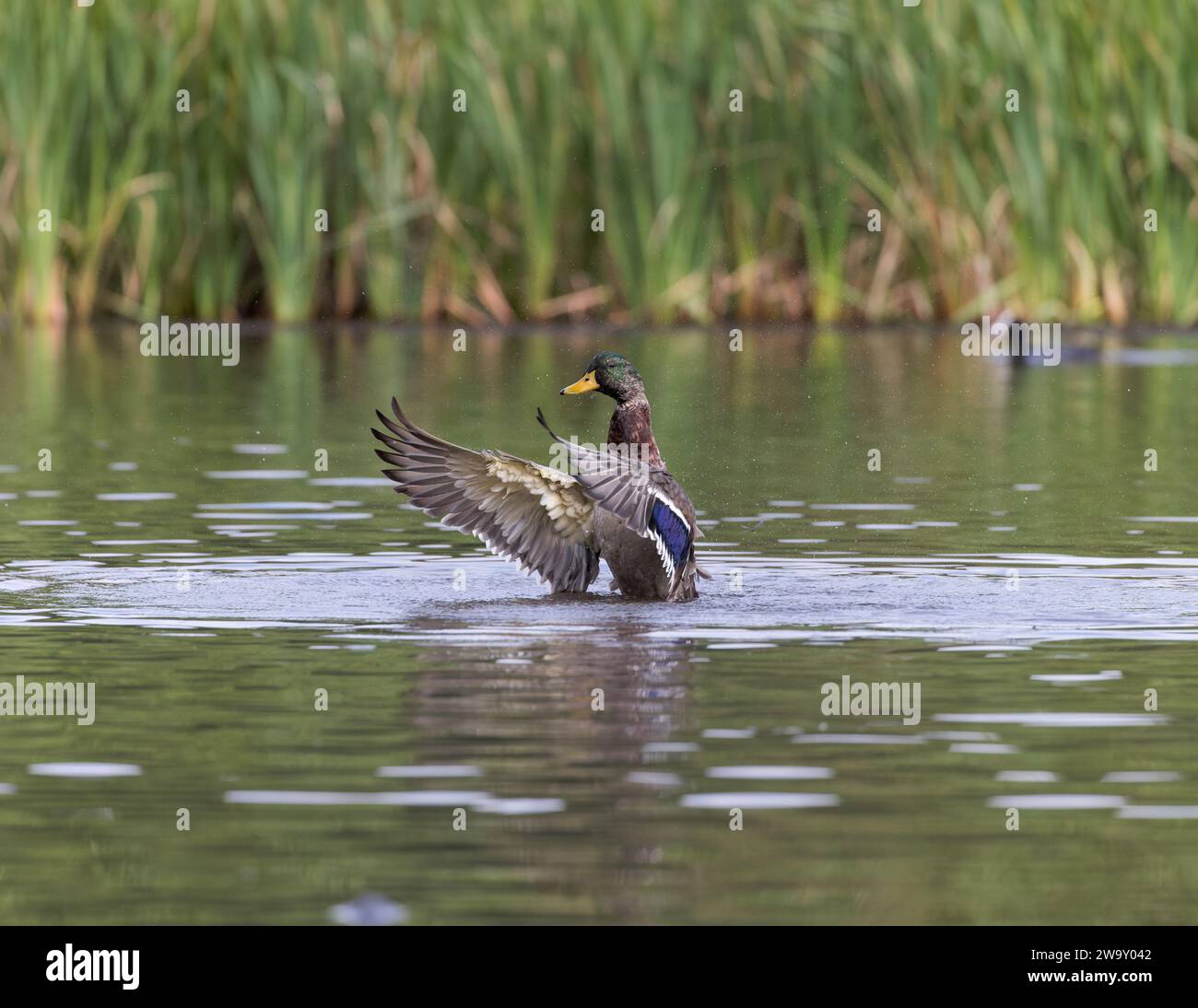Anatra di Maiard [ Anas platyrhynchos ] che si schizza su uno stagno con le ali sporgenti Foto Stock