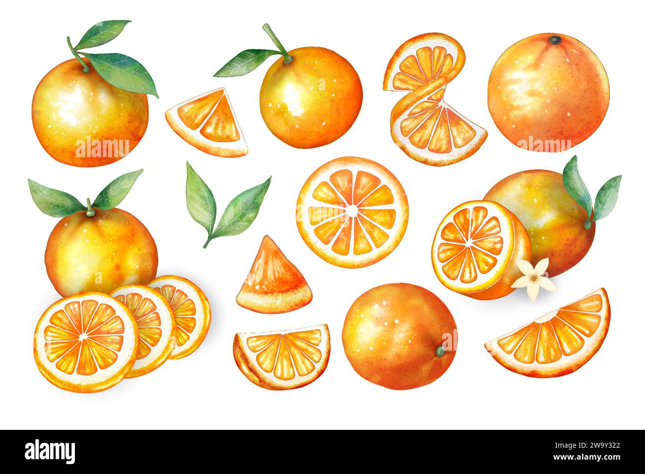Set di frutti arancioni ad acquerello su fondo bianco vettoriale, ogni pezzo può separarli Illustrazione Vettoriale