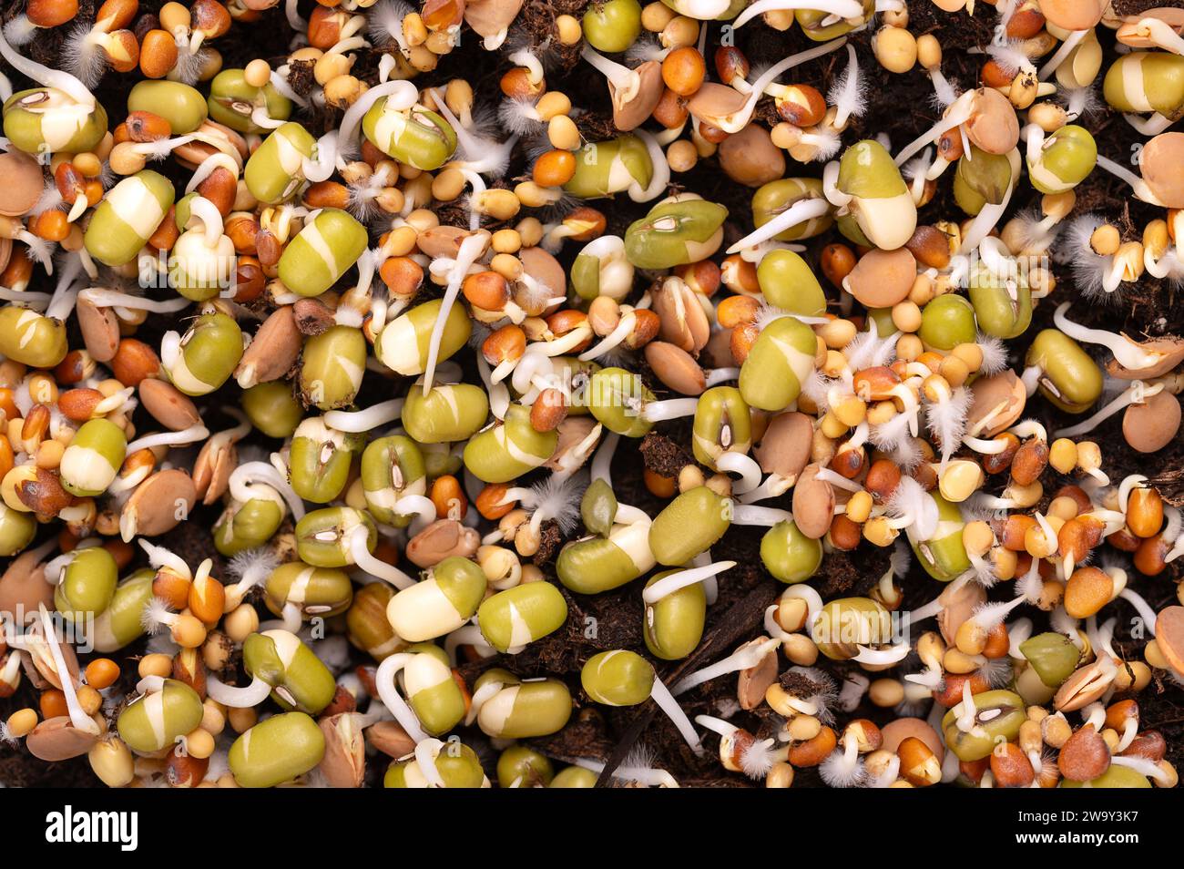 Germogli misti germinano sul terreno dell'humus, primo piano, dall'alto. Germogliare fagioli, ravanelli, lenticchie e senape gialla, con piccoli peli di radice. Foto Stock