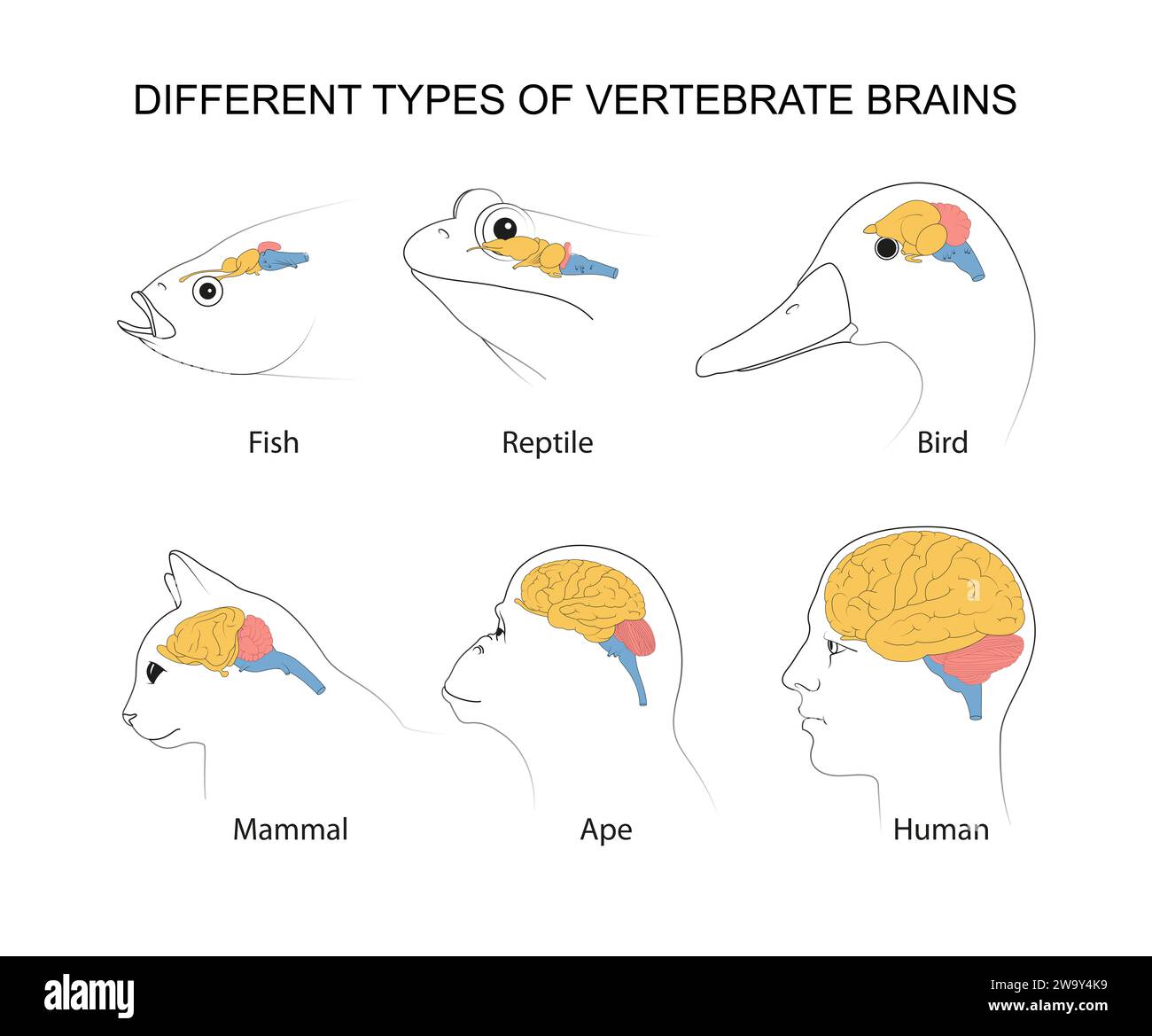 Cervelli vertebrati: Evoluzione, strutture e funzioni Foto Stock