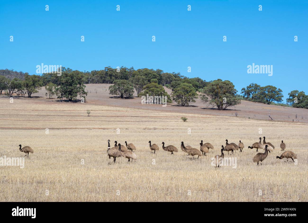 Selvaggia folla nativa australiana di giovani emù nella macchia vicino alla gola di Alligator a Wilmington, Australia meridionale, parte delle Flinders Ranges. Foto Stock