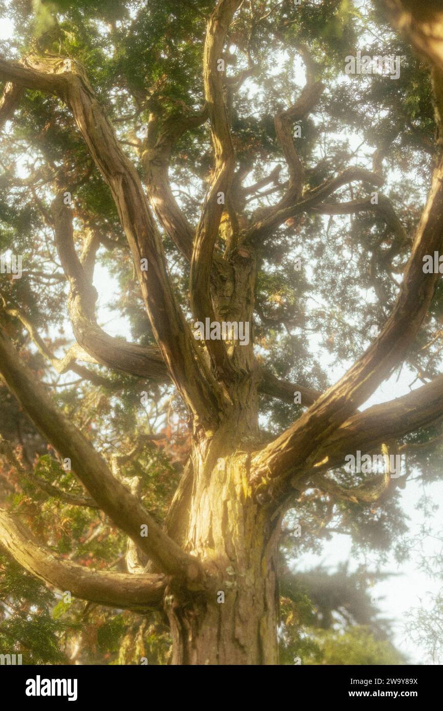 Albero girato su film in un giardino di tè giapponese Foto Stock