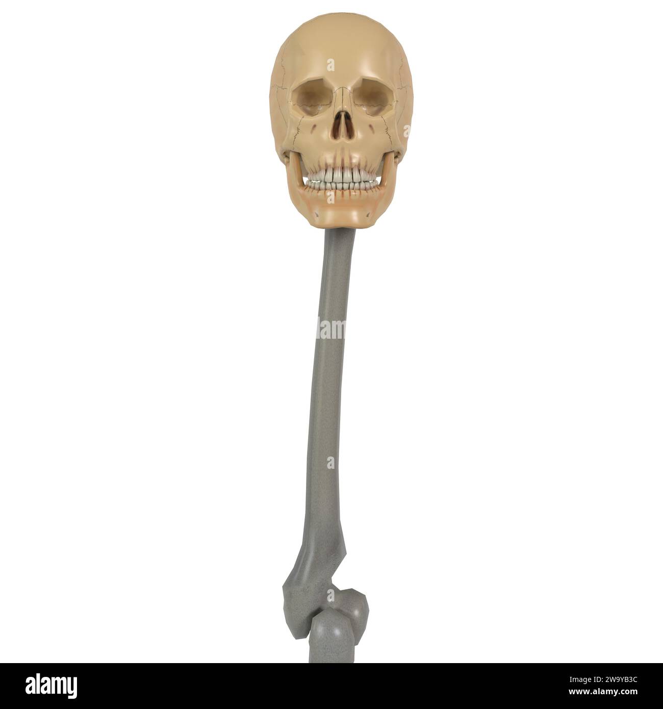 Testa cranio ossa staff isolato su sfondo bianco Foto Stock