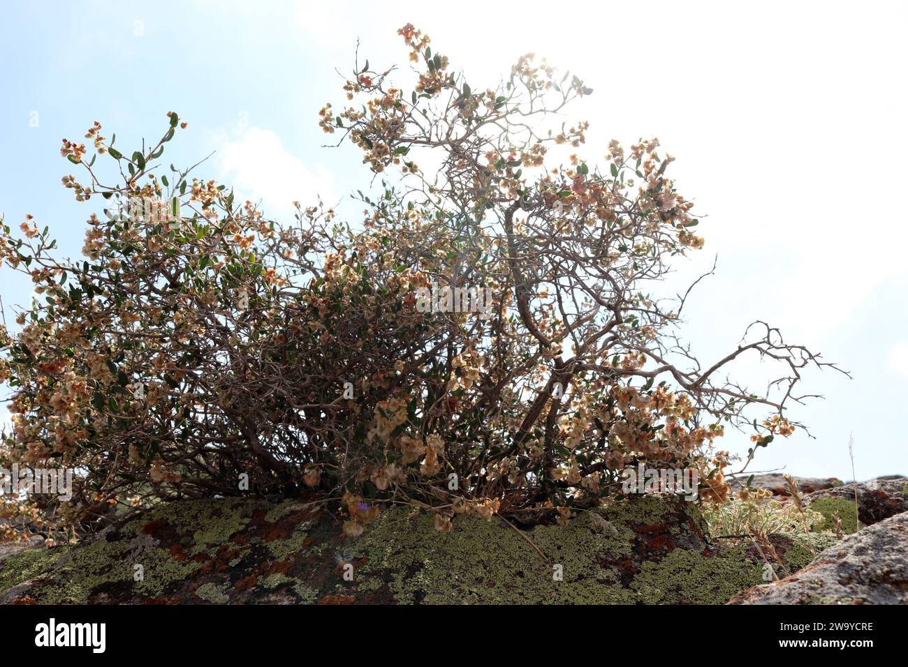 pianta spinosa con semi sopra Foto Stock