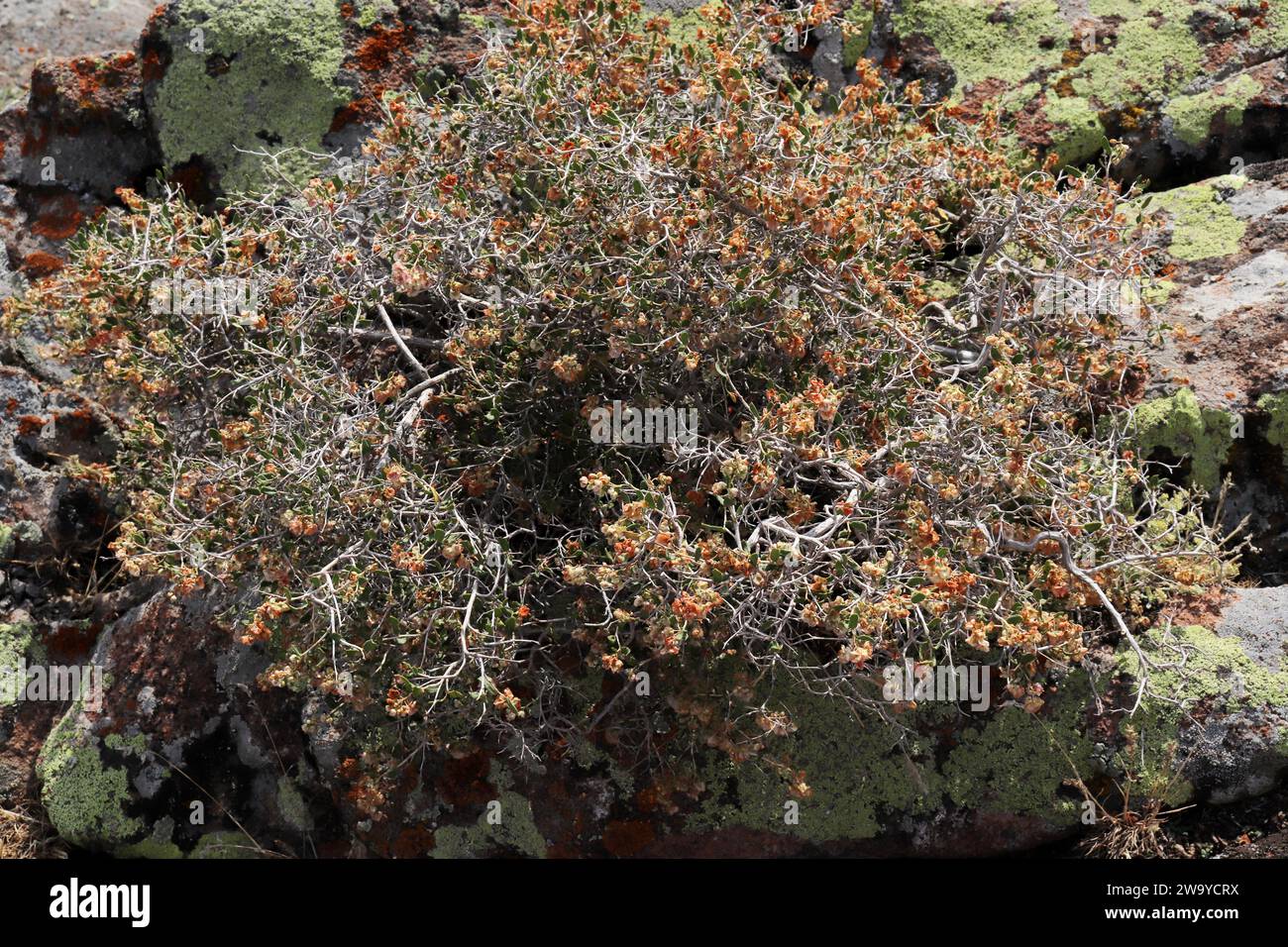 pianta spinosa con semi sopra Foto Stock