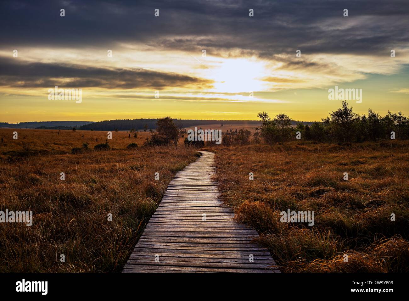 Moorlandschaft, Naturpark Hohes Venn Foto Stock