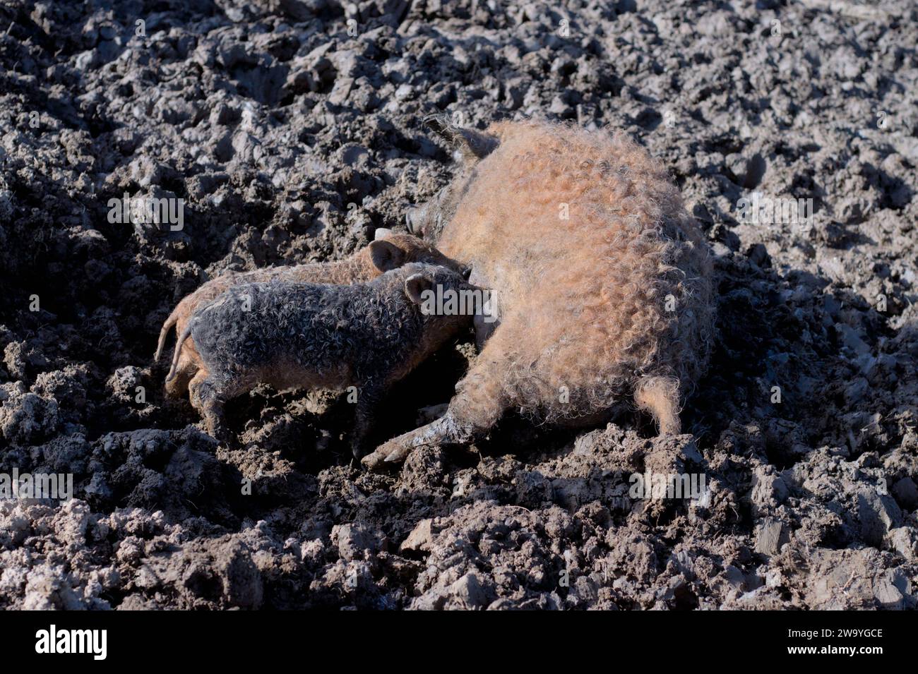 In un ambiente rustico, una maiale madre con pelliccia di pelo riccio e marrone sporco nutre i suoi suinetti. L'ambiente fangoso e semplice e terroso Foto Stock