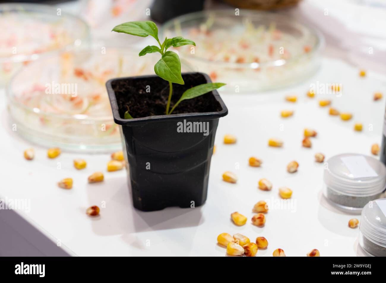 Coltivare frumento e fagioli in laboratorio. Tecnologie intelligenti in agricoltura.. Foto Stock