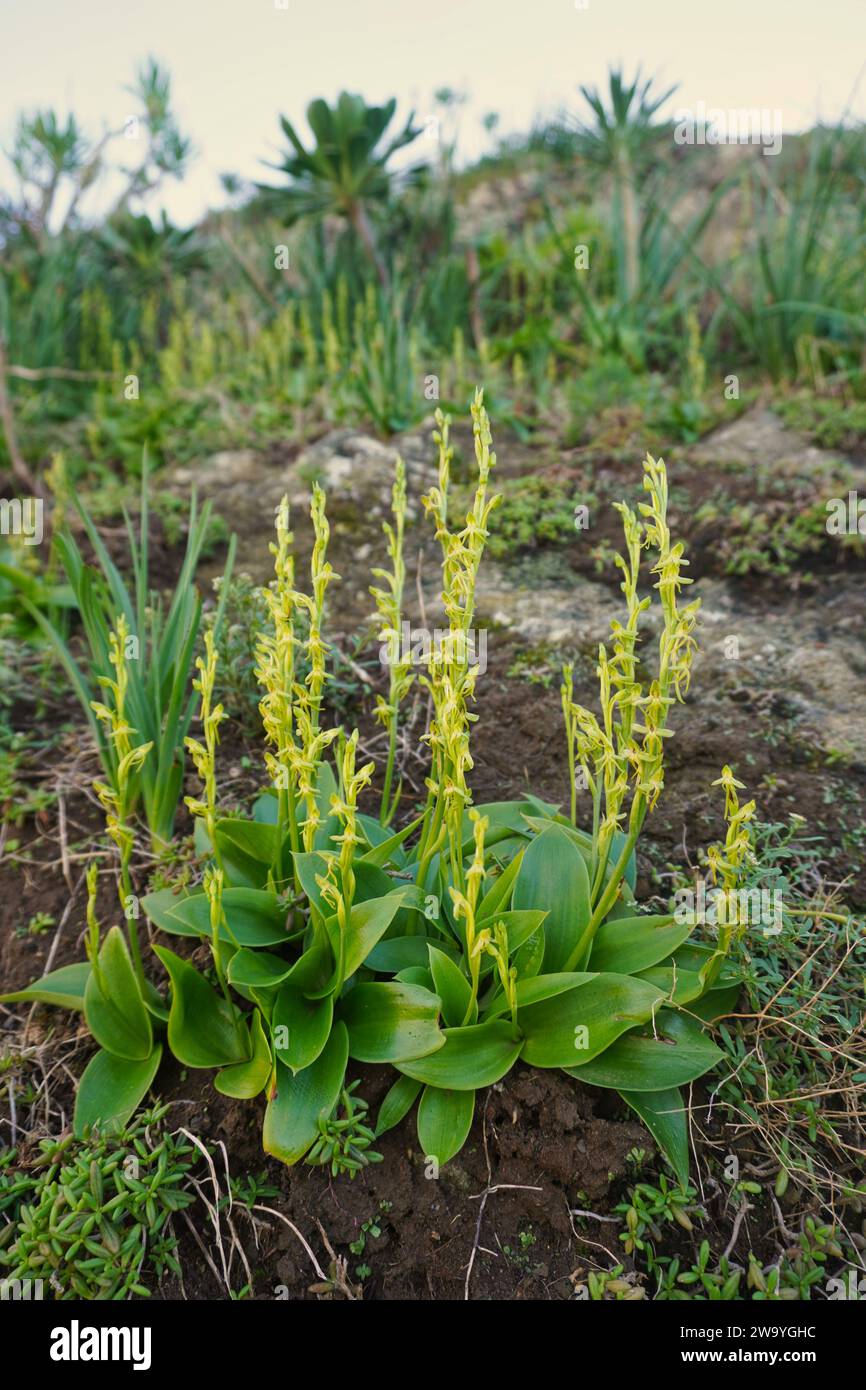 L'orchidea a tre dita (Habenaria tridactylites). Piccola orchidea endemica delle Isole Canarie. È la specie più comune di orchidee delle Canarie Foto Stock