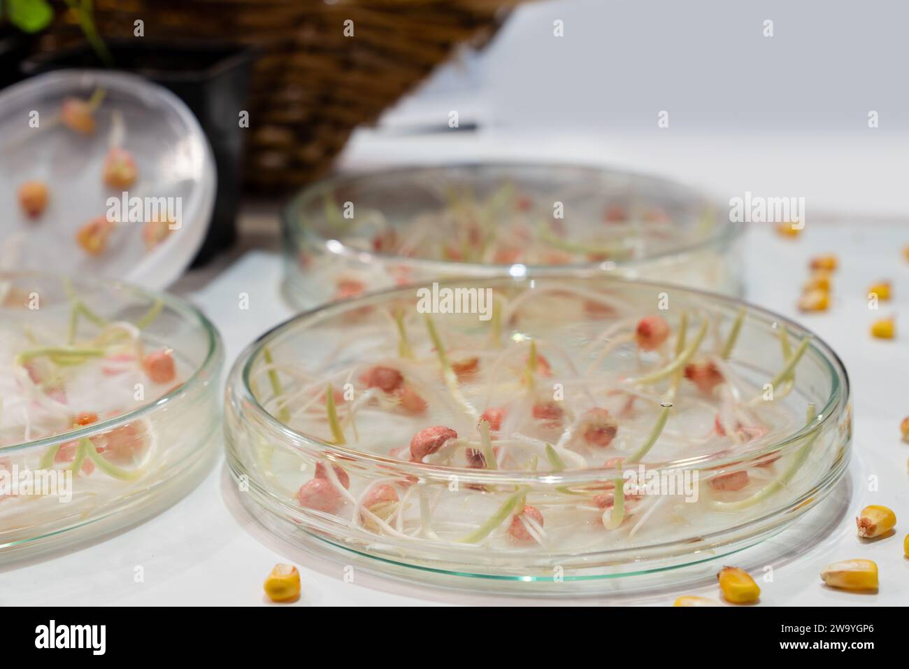 Coltivare frumento e fagioli in laboratorio. Tecnologie intelligenti in agricoltura.. Foto Stock