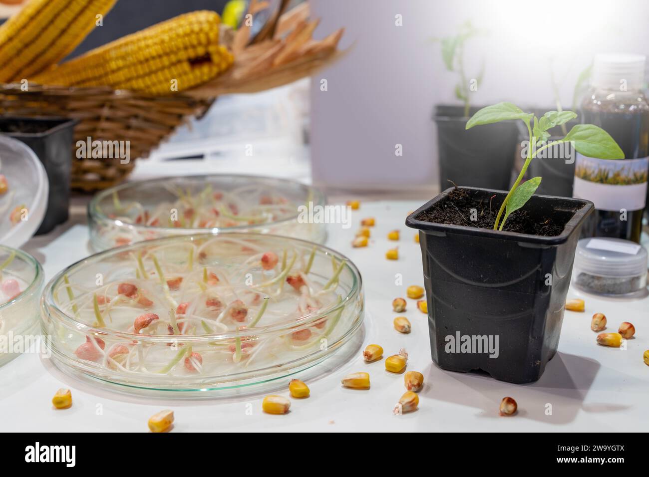 Coltivare frumento e fagioli in laboratorio. Tecnologie intelligenti in agricoltura.. Foto Stock