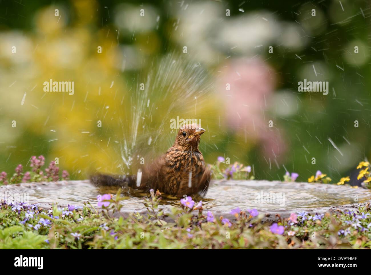 Merluzzo eurasiatico Turdus merula, bagnino di giovani in un bagno di uccelli con piante da fiore, County Durham, Inghilterra, Regno Unito, luglio. Foto Stock