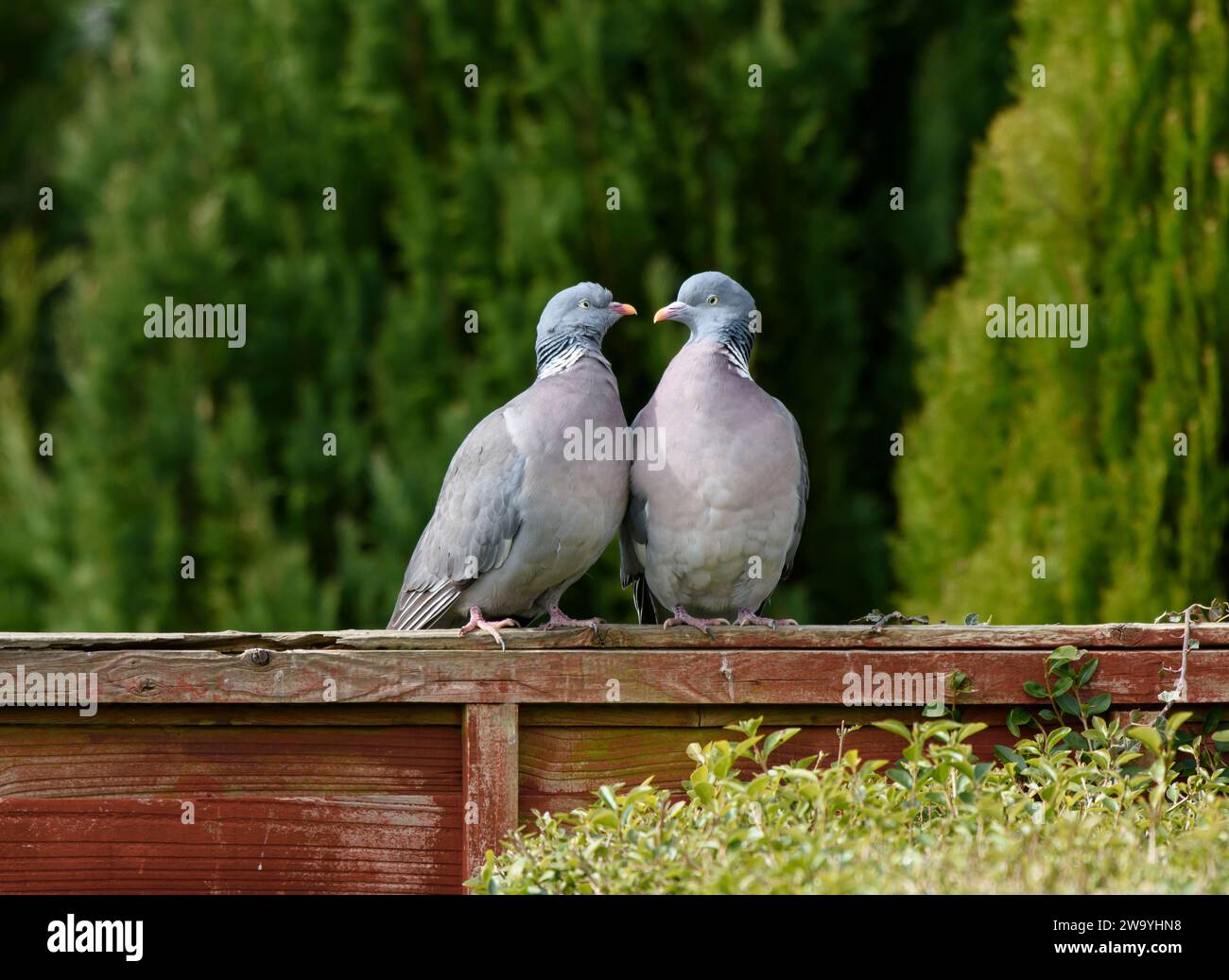 Palumbus Columba comune, coppia che esegue rituale di corteggiamento, arroccato sulla recinzione del giardino, contea di Durham, Inghilterra, Regno Unito, marzo. Foto Stock