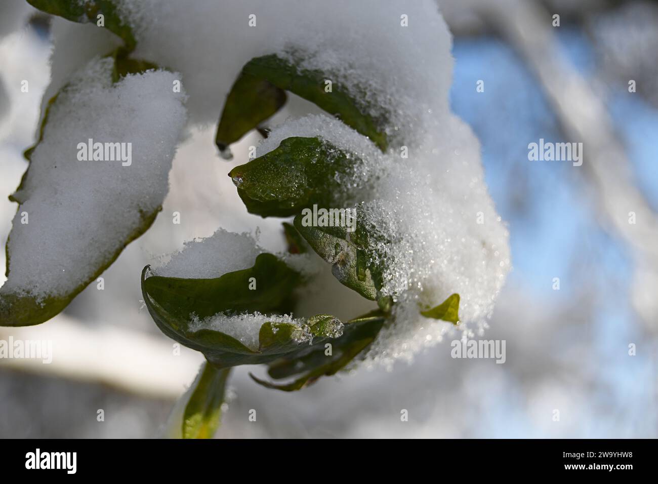 Makroaufnahme eines mit Schnee bedeckten Blattwerks Foto Stock