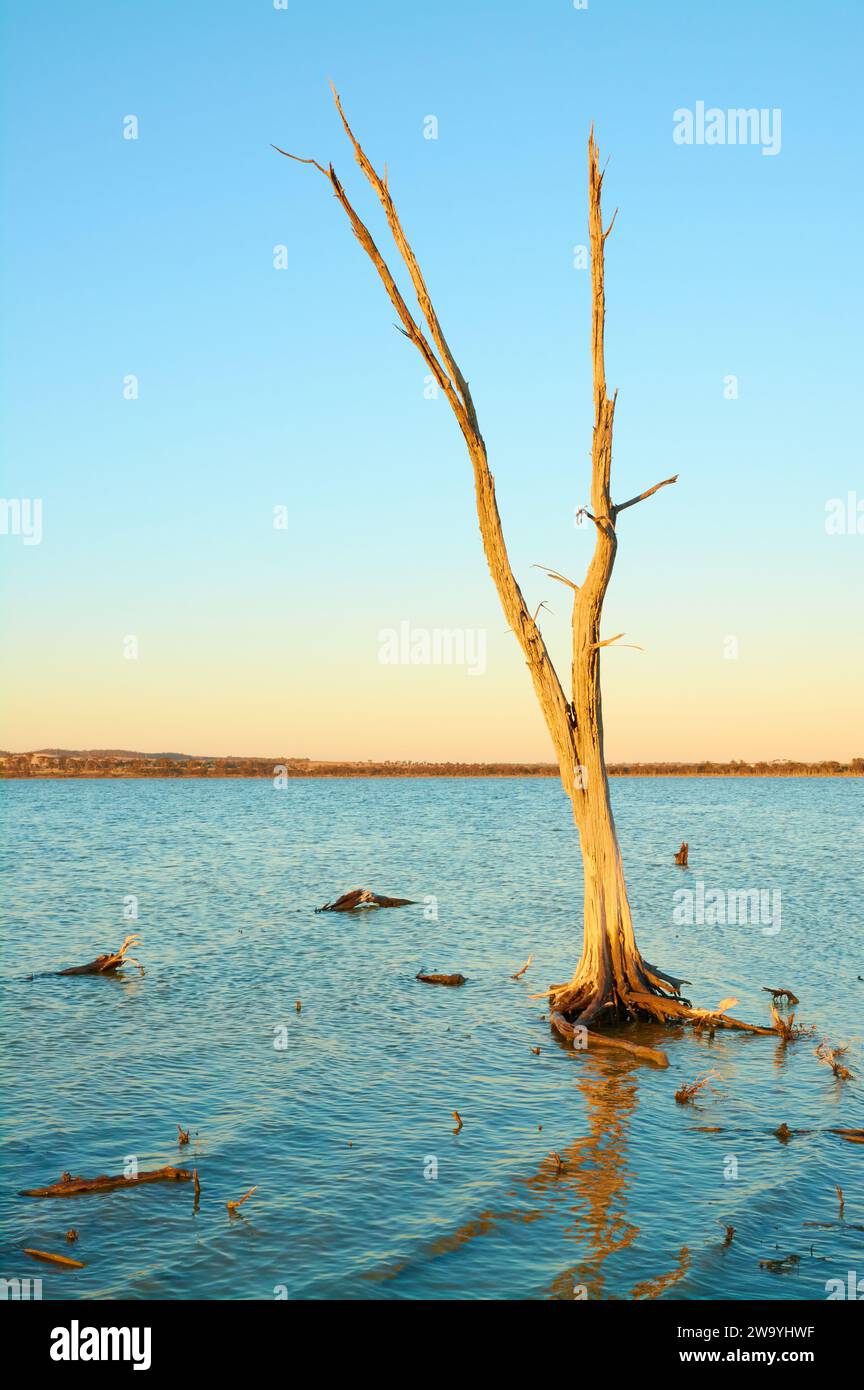 Immagine verticale di un albero di shequercia morto al tramonto nel lago Ninan, un lago salato appena fuori dalla città di Wongan Hills, nell'Australia Occidentale, nella fascia di Wheatbelt. Foto Stock