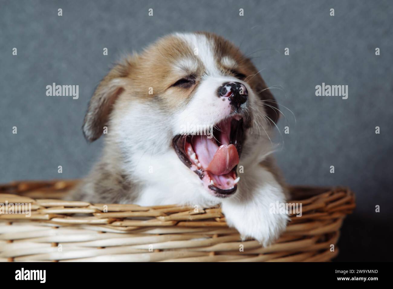 Piccolo cucciolo di corgi gallesi, simpatici sbadigli, seduti nel cestino di vimini. Allevamento e alimentazione dei cuccioli di razza pura. Cibo per cani. Animali domestici. Caratteristiche di tenere il cucciolo. Vete Foto Stock