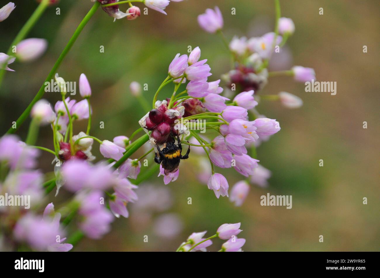 Un'ape umida sulle bolle aeree di un fiore di aglio Rosy 'Allium roseum' nella pioggia su St Marys, Isole di Scilly, Cornovaglia, Inghilterra, Regno Unito. Foto Stock