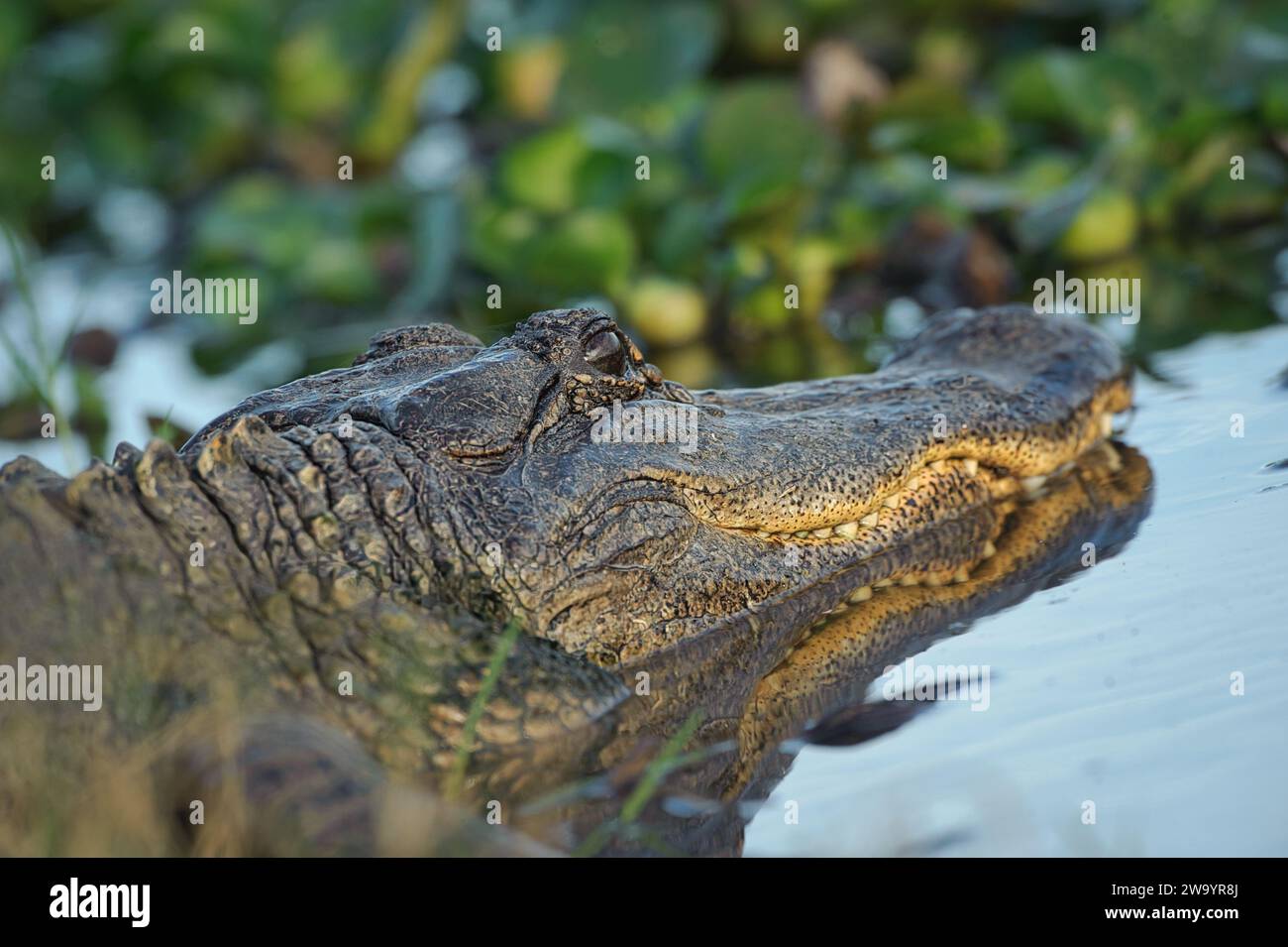 Alligatore sulla palude in uno stagno Foto Stock