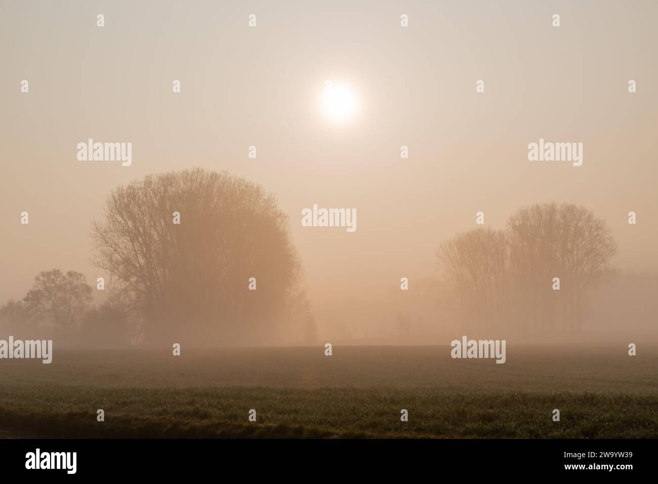 Boschetto di alberi la cui silhouette è offuscata dalla nebbia primaverile all'alba Foto Stock