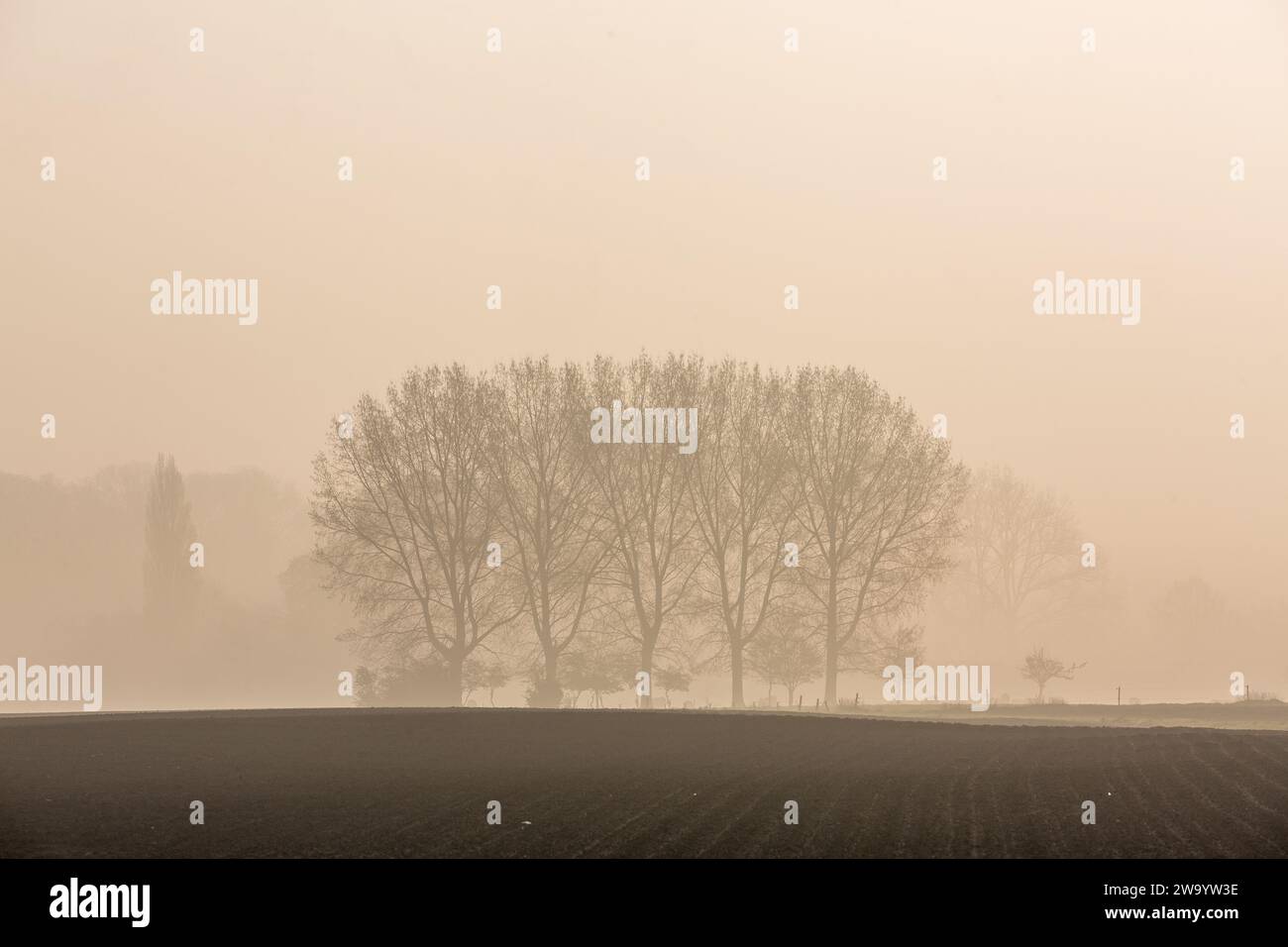 Boschetto di alberi la cui silhouette è offuscata dalla nebbia primaverile all'alba Foto Stock