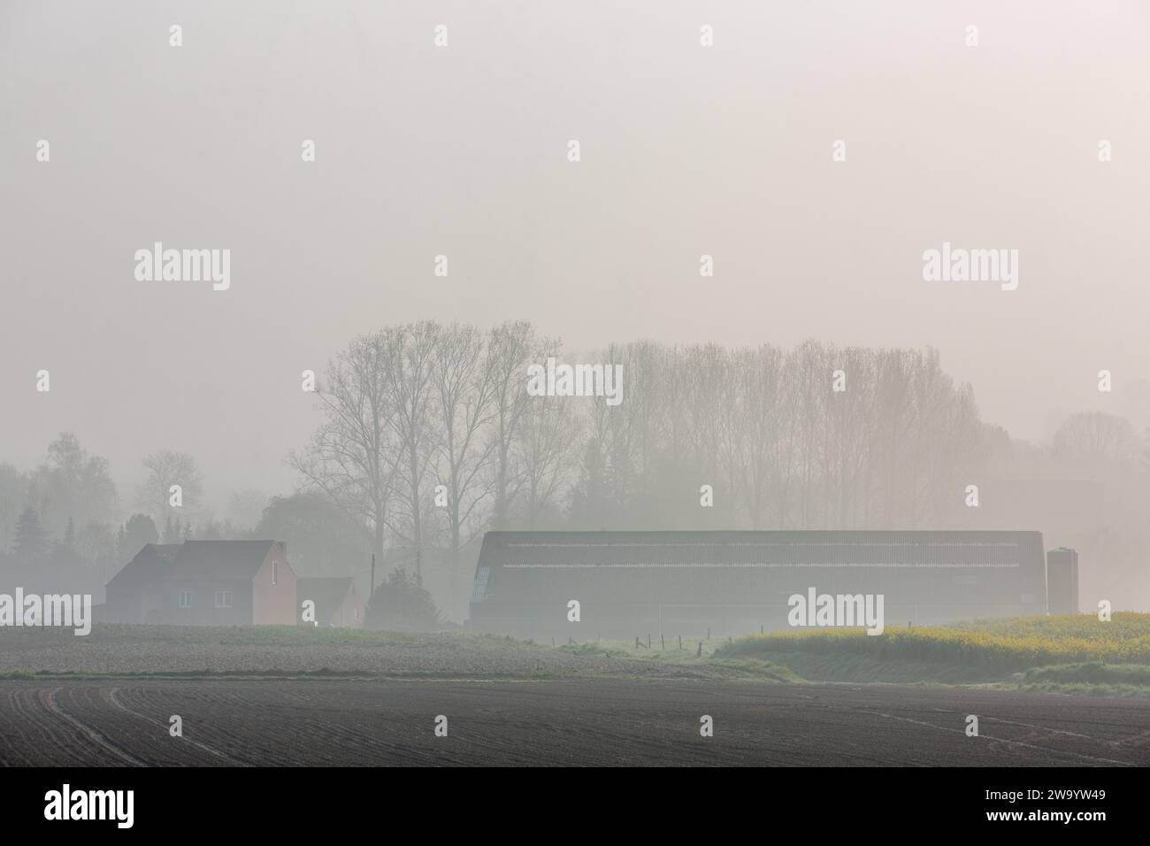 Nebbia primaverile che offuscano i contorni di una fattoria e di una siepe di alberi Foto Stock