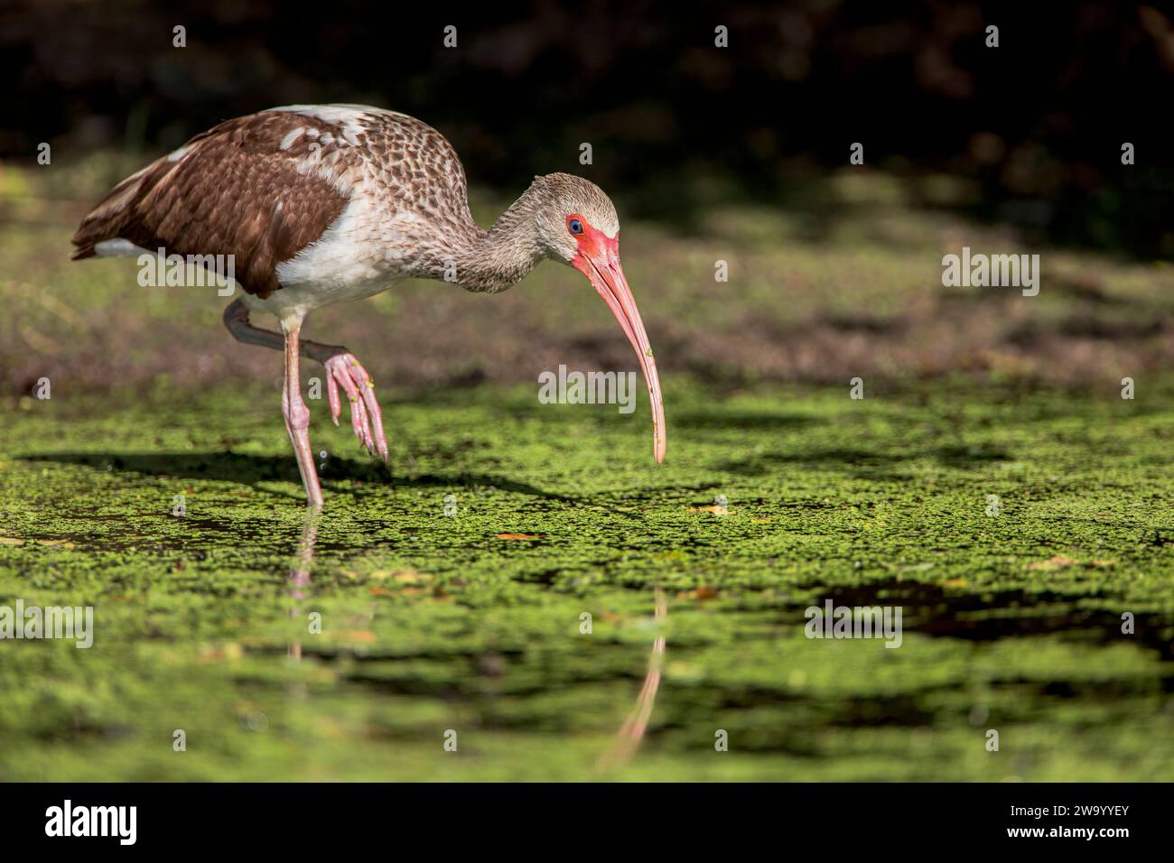 Immaturo Ibis bianco americano (Eudocimus albus) a piedi attraverso la palude del lago Marian, Florida, USA Foto Stock