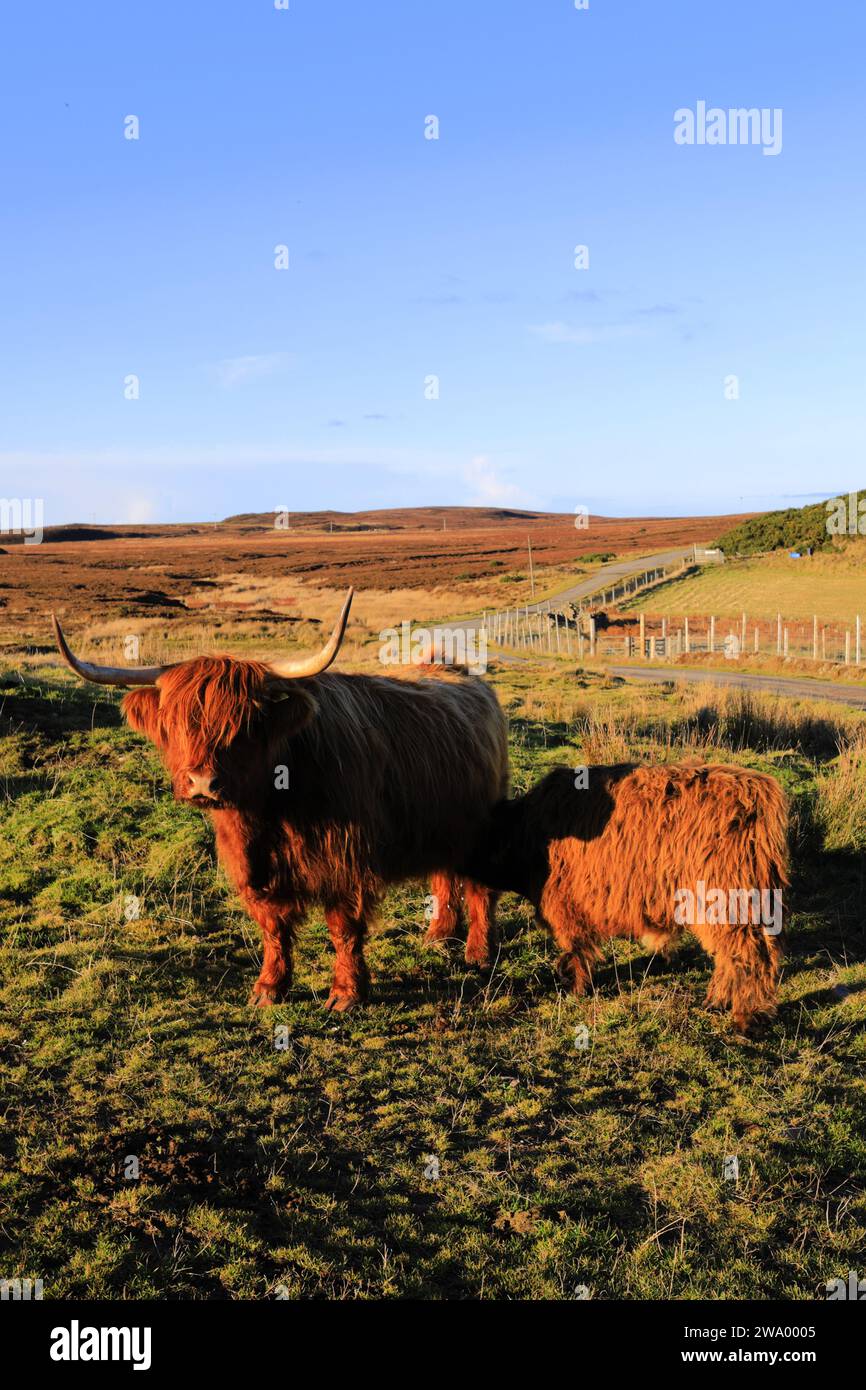 Mucca scozzese delle Highland a Dunnet Head, Caithness, Scozia, Regno Unito Foto Stock