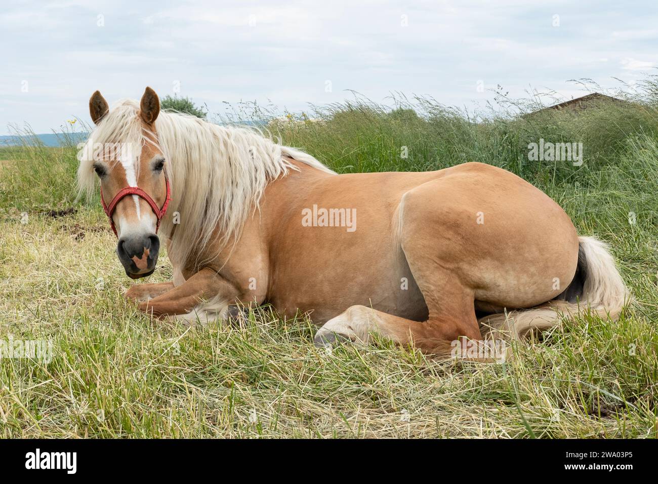 Scena rustica con un cavallo marrone chiaro che riposa tranquillamente oltre ad un piccolo capanno, tranquillo ambiente di vita in campagna Foto Stock