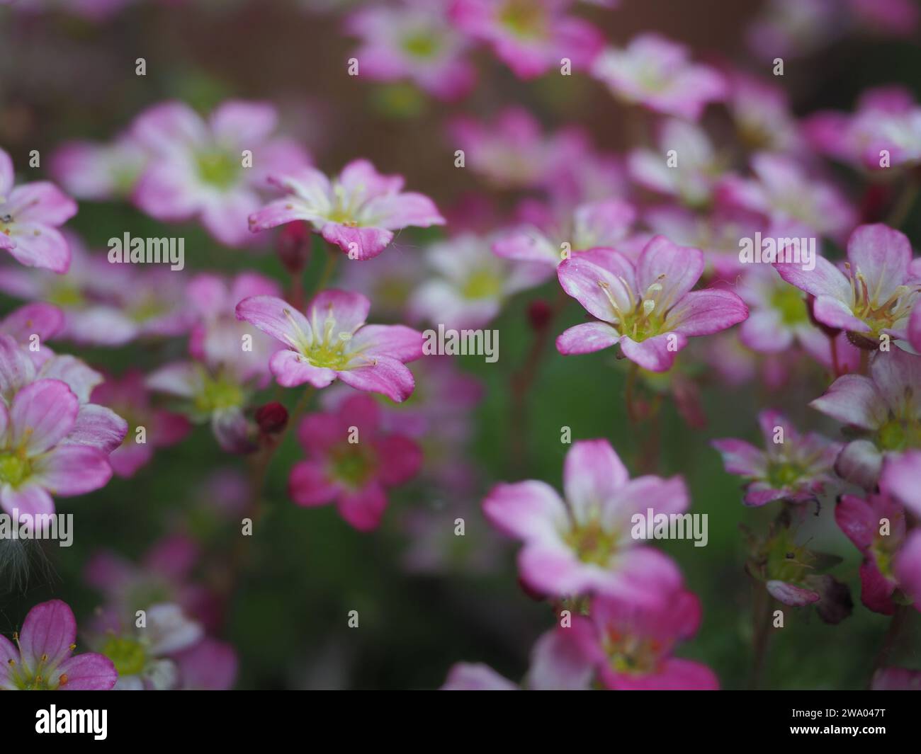Da vicino con la sassifrage rosa Foto Stock