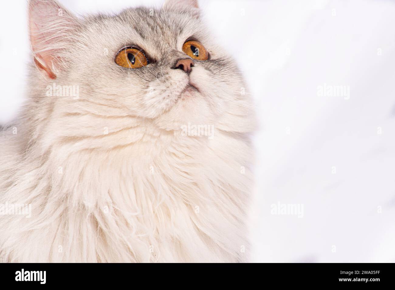 Questo bellissimo gattino persiano trasuda eleganza con le sue delicate caratteristiche e un meraviglioso cappotto di pelliccia bianca soffice. Gli occhi dorati e larghi parlano di... Foto Stock