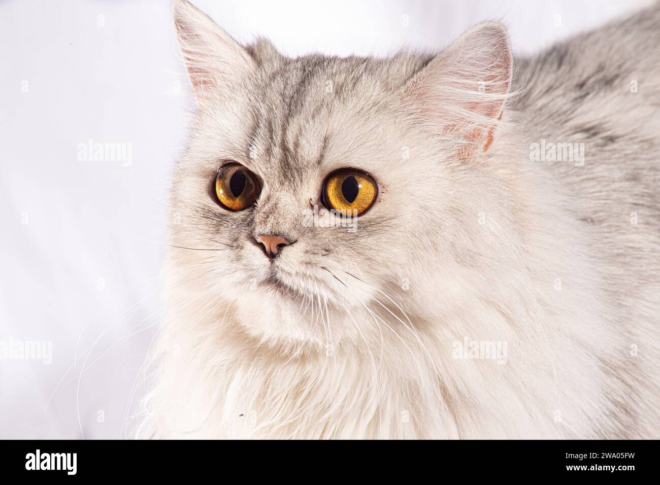 Questo bellissimo gattino persiano trasuda eleganza con le sue delicate caratteristiche e un meraviglioso cappotto di pelliccia bianca soffice. Gli occhi dorati e larghi parlano di... Foto Stock