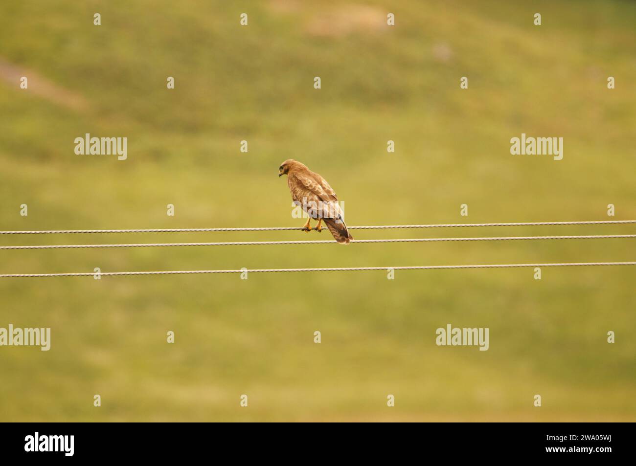 Buzzard comune (Buteo buteo) sull'Isola di Mull, Scozia, Regno Unito Foto Stock