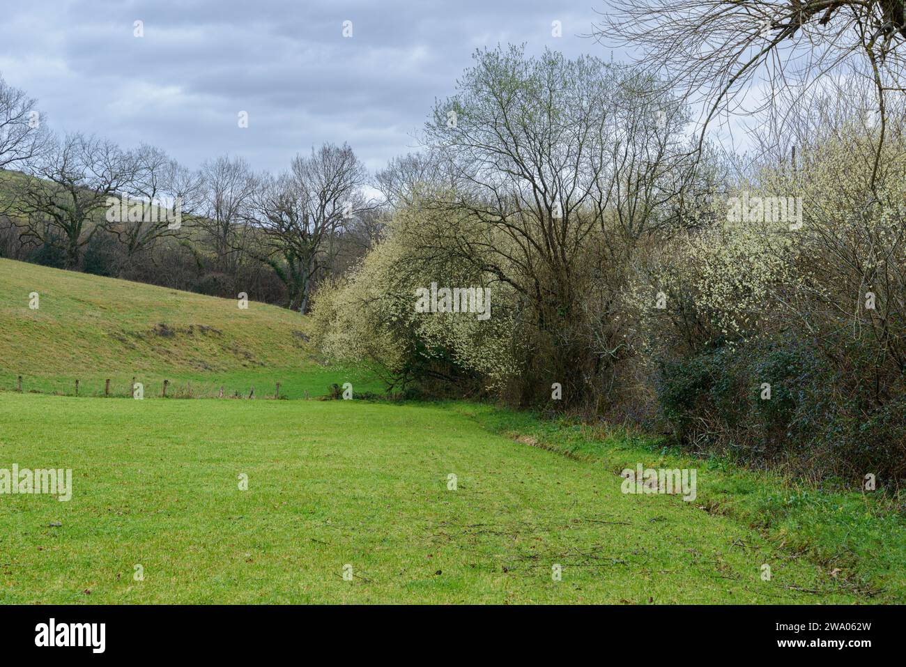 prato verde, erba, sullo sfondo l'inizio di una piccola foresta, con i primi alberi in fiore, sullo sfondo l'inizio di un piccolo bosco Foto Stock