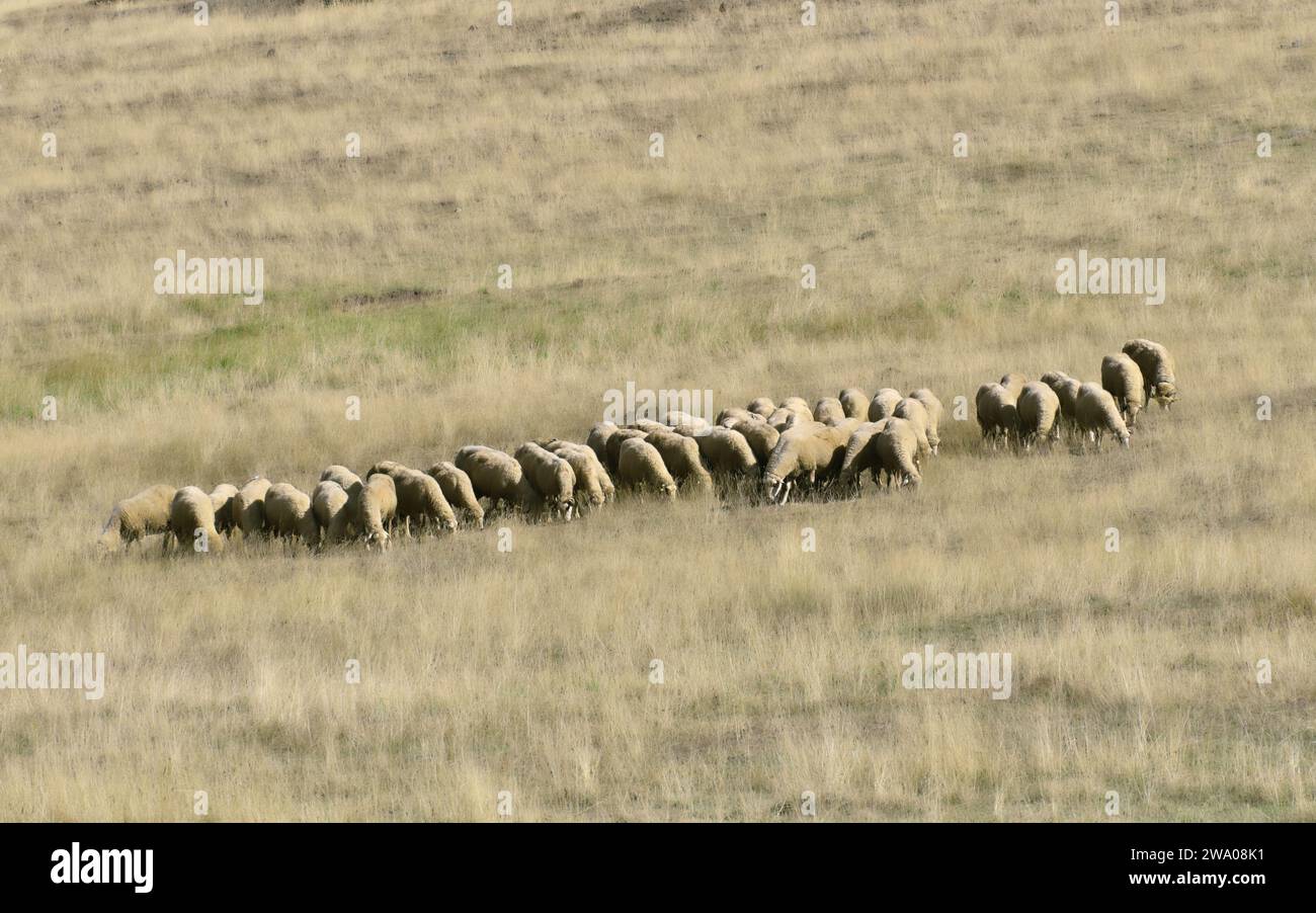 Un gregge di pecore al pascolo, Zlatibor, Serbia Foto Stock