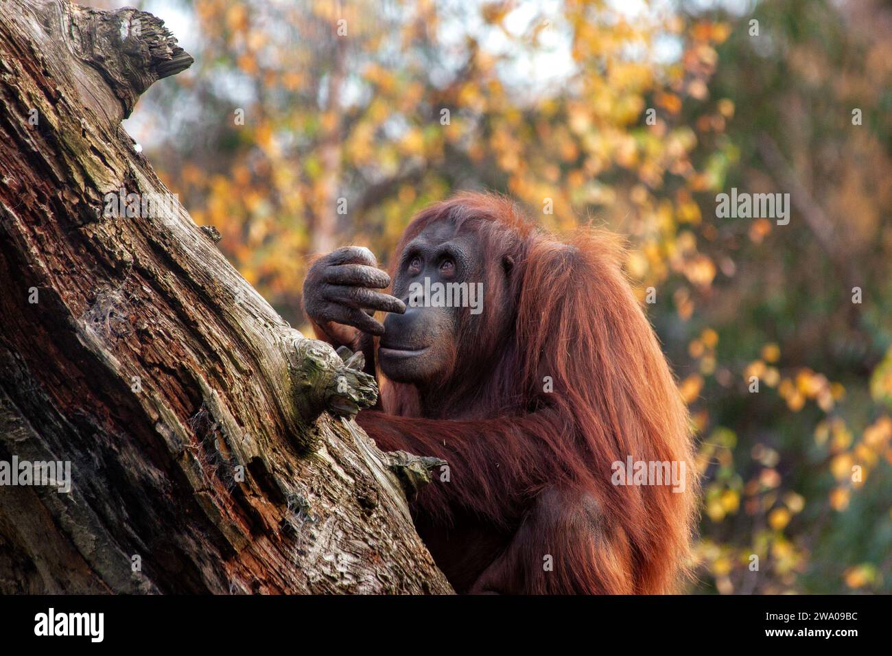 Pongo pygmaeus, l'Orangutan, prospera nelle foreste pluviali del sud-est asiatico. Con i suoi occhi intelligenti e il suo comportamento gentile, questa grande scimmia simboleggia il im Foto Stock