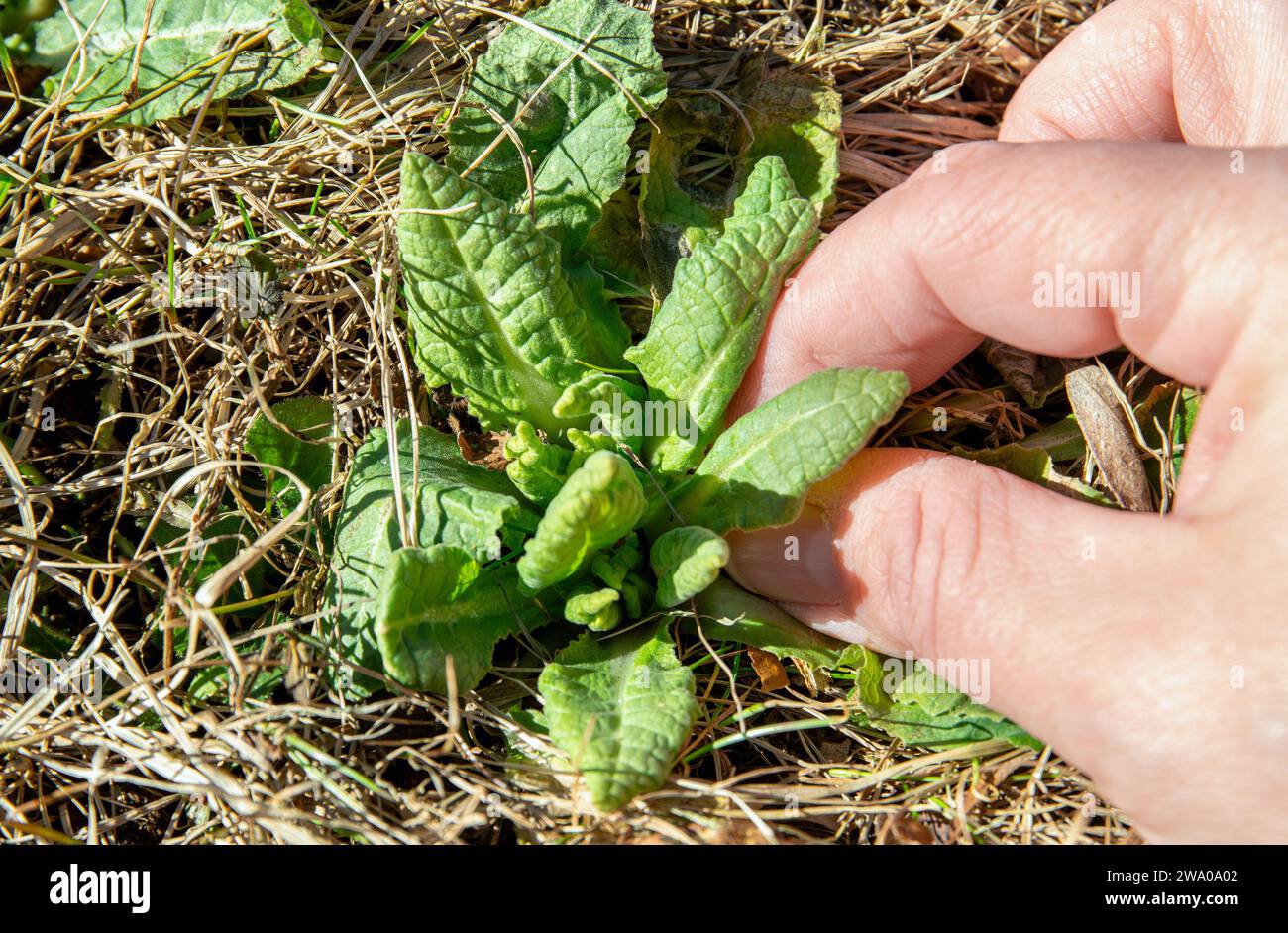 Persona che raccoglie Primula veris, cowslip, cowslip comune, cowslip primrose, Primula officinalis Hill foglie verdi fresche all'aperto da prato. Foto Stock