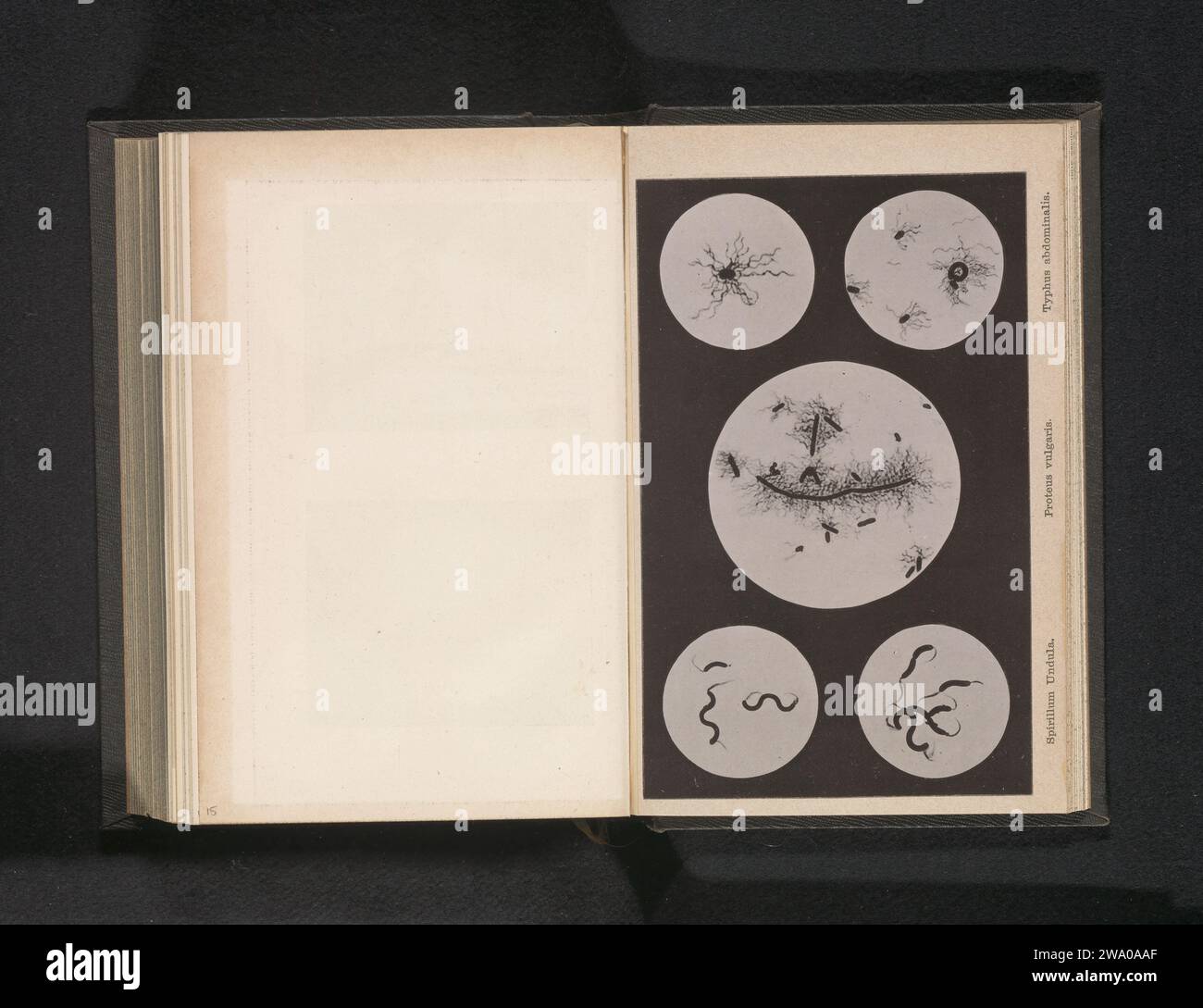 Registrazioni microscopiche di Spirilen, Proteus Vulgaris e Belly Fus, Emil Settnow, c. 1887 - in o prima del 1892 stampa fotomeccanica collotipo di carta a finestra chiusa Foto Stock