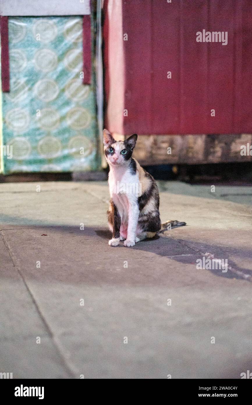Gatto a occhi verdi su pavimentazione Foto Stock