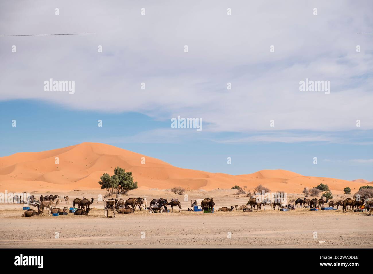 Cammelli arabi pronti per i turisti di trekking a dorso di cammello nel mare di sabbia di Erg Chebbi, nel deserto del Sahara, in Marocco Foto Stock