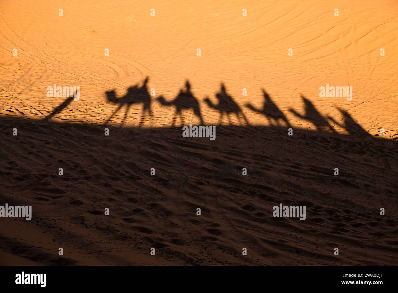 Ombra dei turisti trekking a dorso di cammello condotto da una guida berbera nel mare di sabbia di Erg Chebbi, nel deserto del Sahara, in Marocco Foto Stock