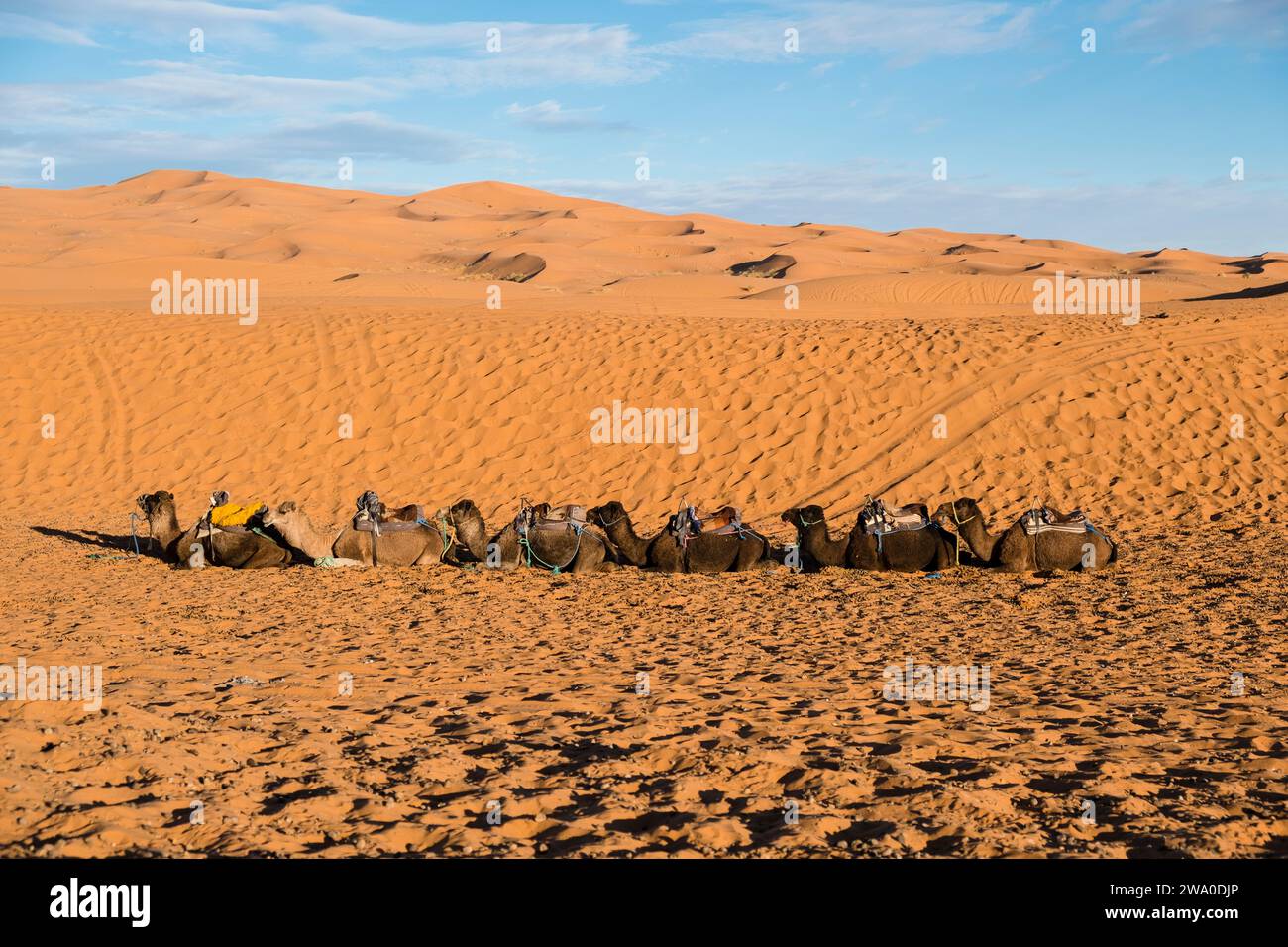 Sei cammelli allineati e riposati nelle dune di sabbia di Erg Chebbi, nel deserto del Sahara, nel Nord Africa Foto Stock