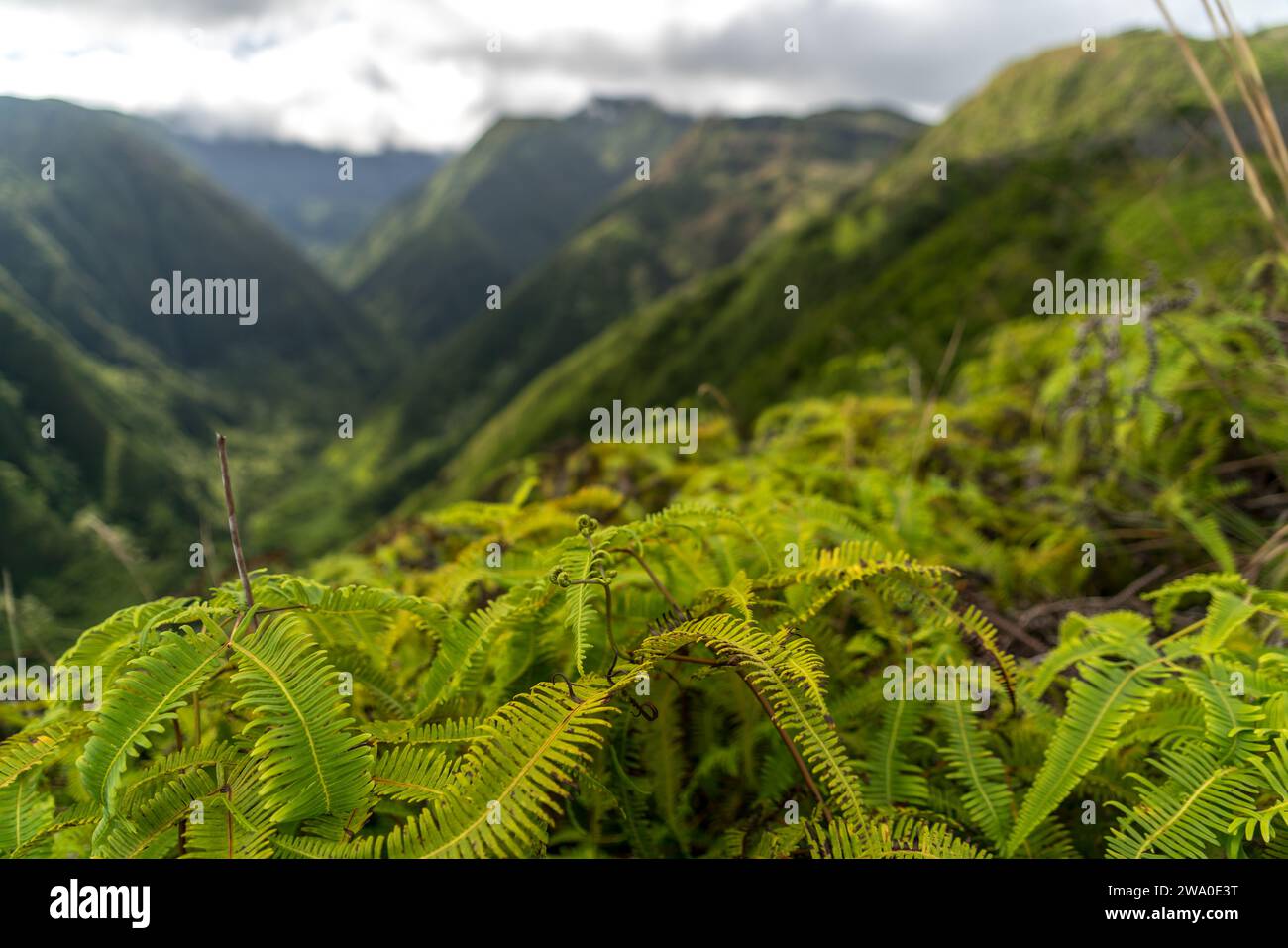 Le felci verdeggianti sono in primo piano nelle profonde valli del Waihe'e Ridge a Maui. Foto Stock
