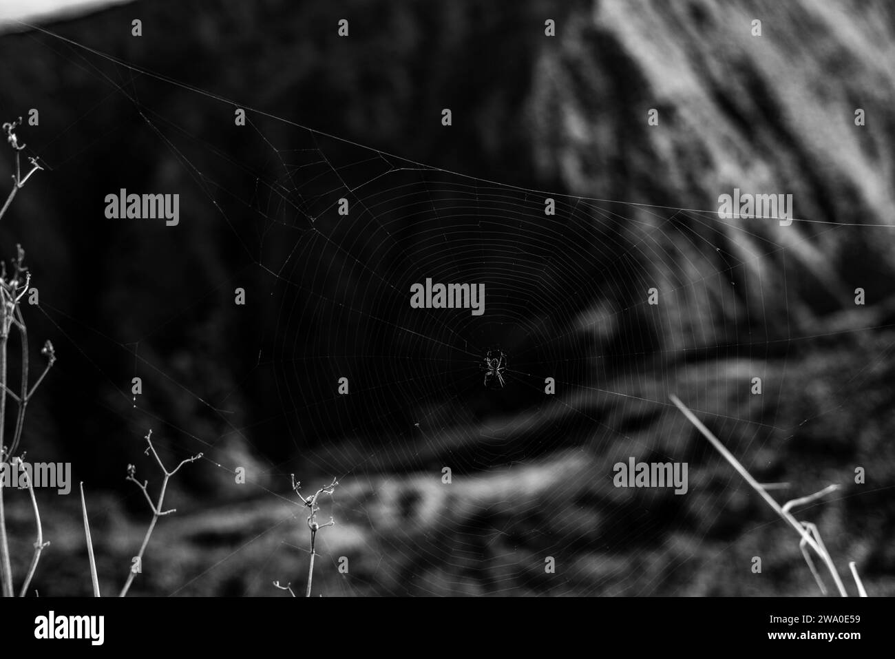 Un momento di quiete come un ragno ti aspetta sulla sua rete, tra la grandiosità del paesaggio naturale di Maui Foto Stock