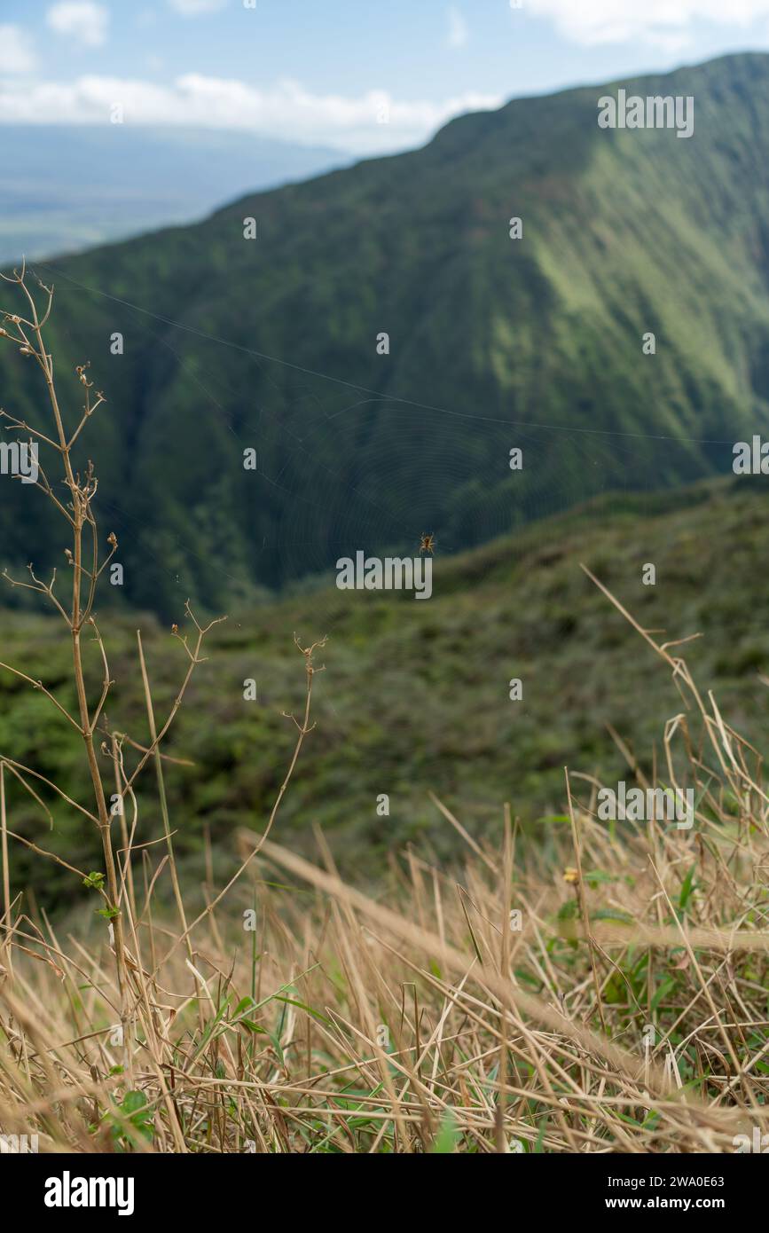 Valli soleggiate e pieghe verdi profonde del Waihe'e Ridge, che racchiudono la bellezza cruda di Maui. Foto Stock