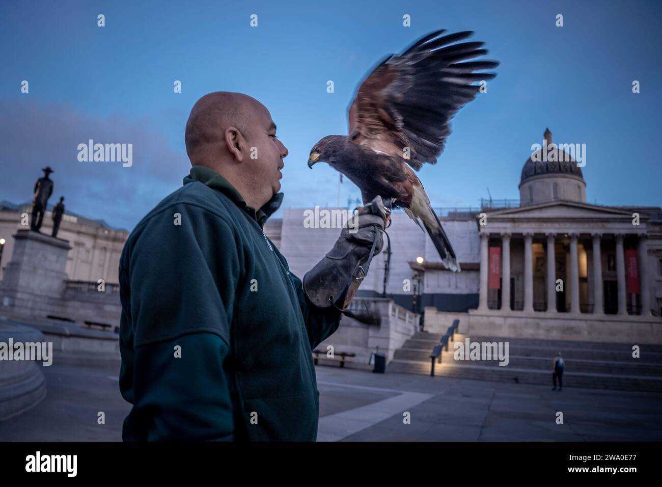 Fabio e la sua pattuglia Harris Hawk Trafalgar Square per aiutare a mantenere il controllo dei piccioni in The Square, Londra, Regno Unito. Foto Stock