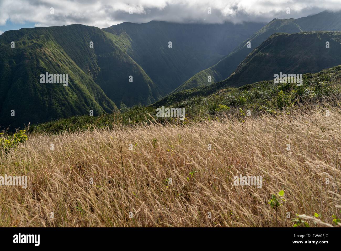 Le erbe dorate del Waihe'e Ridge Trail incorniciano le lussureggianti valli montane di Maui. Foto Stock