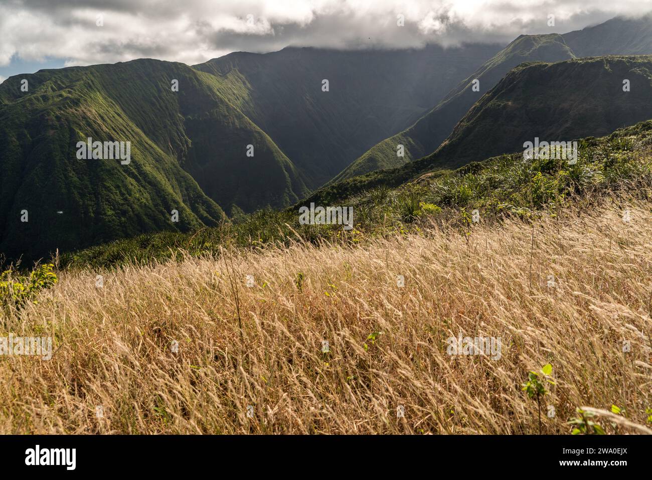 Le erbe dorate del Waihe'e Ridge Trail incorniciano le lussureggianti valli montane di Maui. Foto Stock