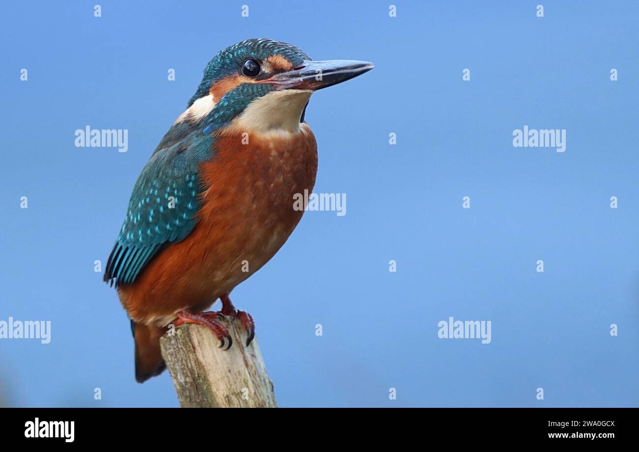 KingFisher (Alcedo Atthis) in posa su una filiale. Foto Stock