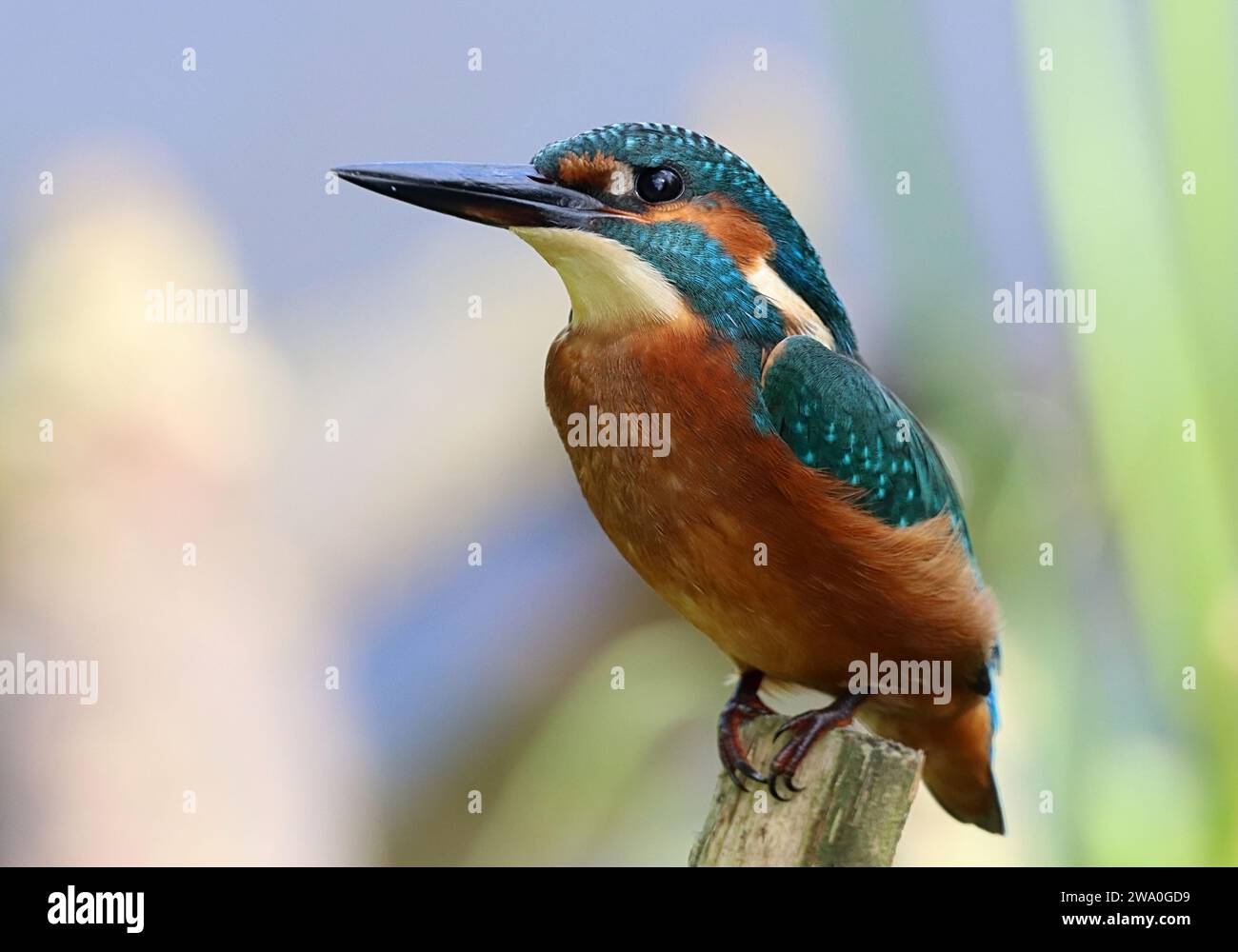 KingFisher (Alcedo Atthis) in posa su una filiale. Foto Stock